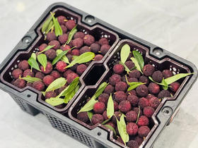 云南空运黑炭杨梅（500g/斤，2斤/筐）
