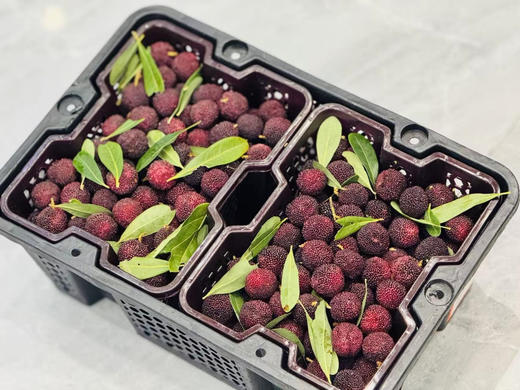 云南空运黑炭杨梅（500g/斤，2斤/筐） 商品图0