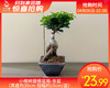 小榕树提根盆栽-含盆（高度约30cm 冠幅约15cm/盆） 商品缩略图0