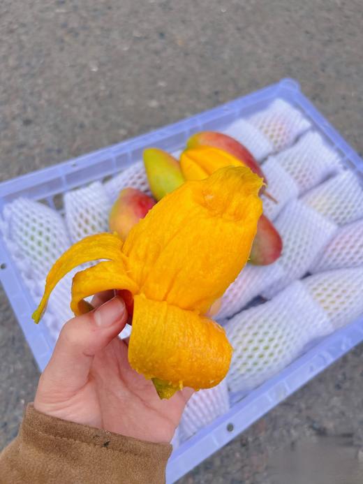 海南空运贵妃芒果  树上熟芒果  家庭装5斤 商品图1