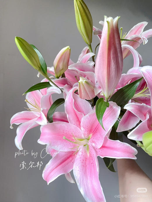 【2026.4.6】特特价：5枝3头A级索尔邦粉百合25.9（现货 下单即可到店自提） 商品图0