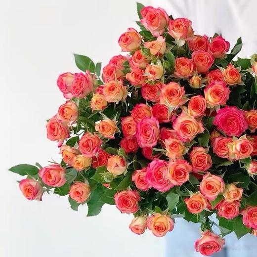 红色多头玫瑰10枝 商品图1