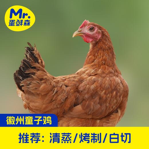 【顺丰京东包邮】69.9秒杀买2送1，无抗童子鸡 林下散养 发酵谷饲原种土鸡慢养 肉质紧实 鲜嫩多汁 顺丰/京东随机基地直邮 商品图3