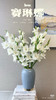 【2026.4.3】特价：5枝A级白色剑兰赛琳娜15.9（现货 下单即可到店自提） 商品缩略图1