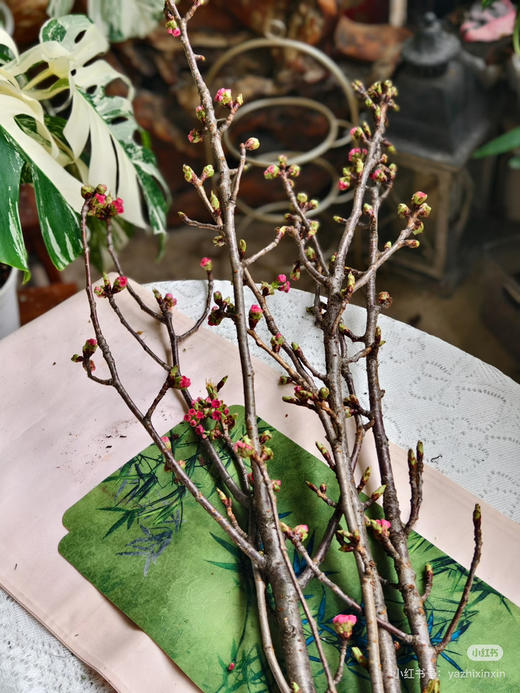 【春季限定】重瓣樱花 粉色  约 3-5 枝/扎 商品图5