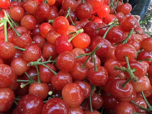 【限时20天】【🍒中华小樱桃】攀枝花新鲜现摘当季水果 商品图3