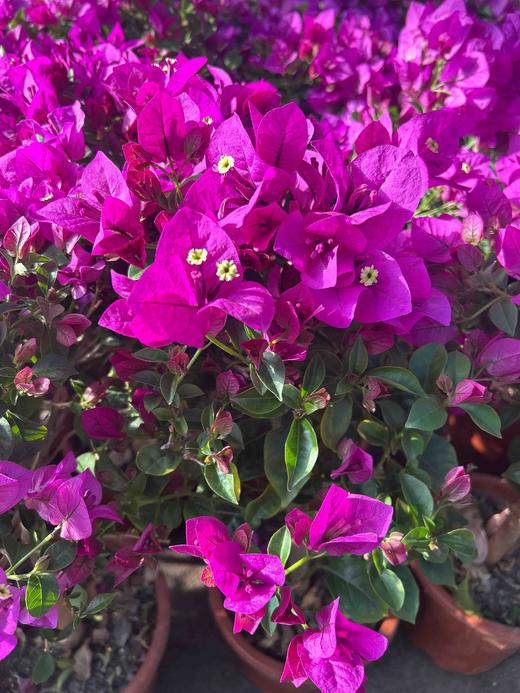 【2026.4.3绿植现货】小老桩云南紫三角梅19.9（现货，下单即可到店自提） 商品图1