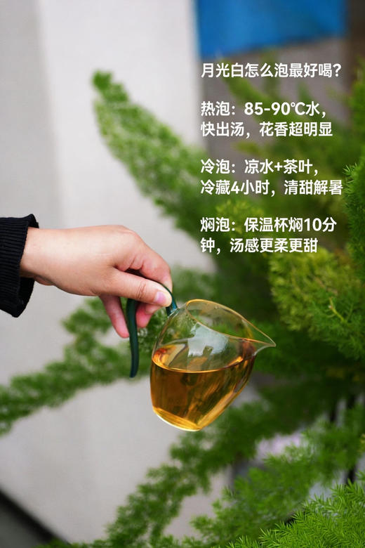 【2024月光白白牡丹】牡丹王级-白牡丹中最高的等级 商品图1