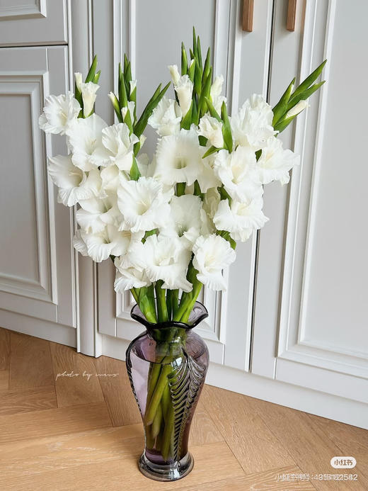 【2026.4.3】特价：5枝A级白色剑兰赛琳娜15.9（现货 下单即可到店自提） 商品图0