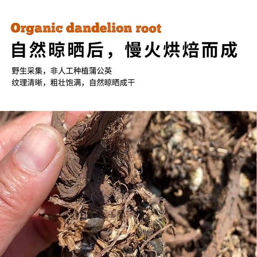 有机野生蒲公英根200g|长白山花草茶天然茶饮 商品图2