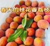 【预售】桂花香荔枝 软滑 多汁 清甜 自带桂花香气  整箱3斤装 商品缩略图0