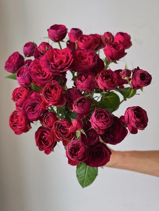 红色多头玫瑰10枝 商品图3