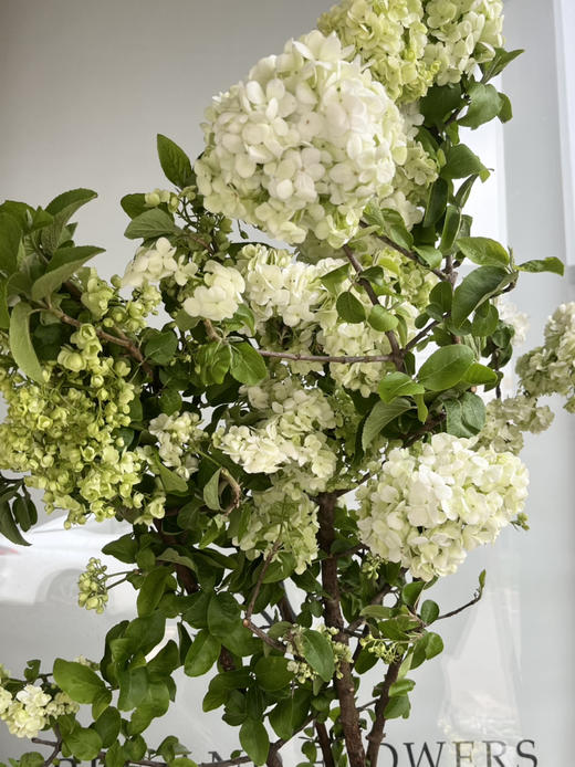 国产花材-【中华木绣球】 商品图0