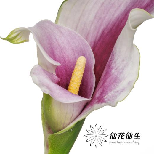 丽江马蹄莲 ｜ 变异米罗【轻微压伤不售后，介意慎拍】 商品图1