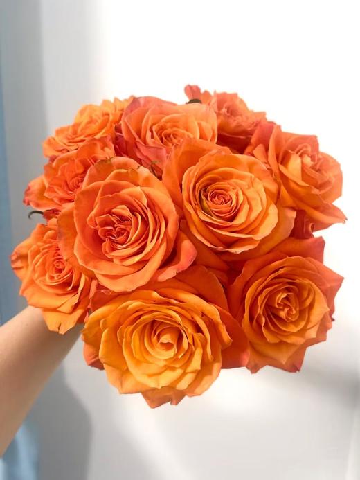 橙色单头玫瑰20枝 商品图2