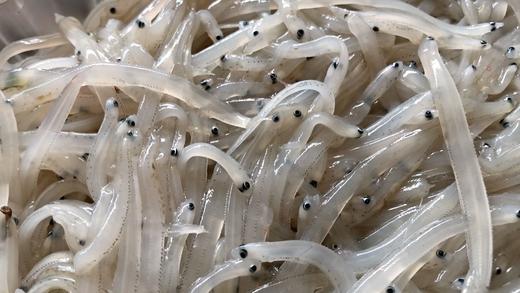 海水小银鱼 肉质细嫩柔软 无硬骨无尖刺  堪称“海中营养小金条” 商品图1