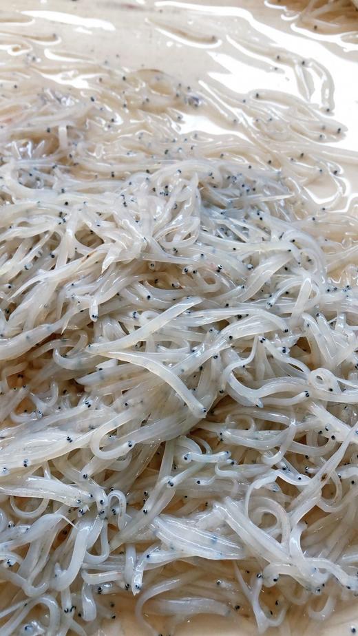 海水小银鱼 肉质细嫩柔软 无硬骨无尖刺  堪称“海中营养小金条” 商品图2