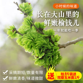 【密云】深山鲜嫩榆钱 包邮装  应季鲜食  清香微甜   吃法多样  榆钱儿