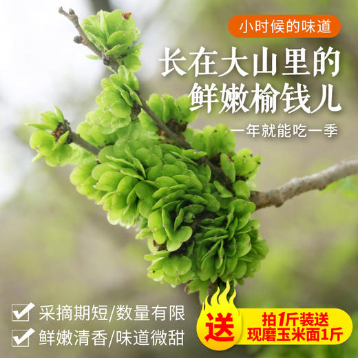 【密云】深山鲜嫩榆钱 包邮装  应季鲜食  清香微甜   吃法多样  榆钱儿 商品图0