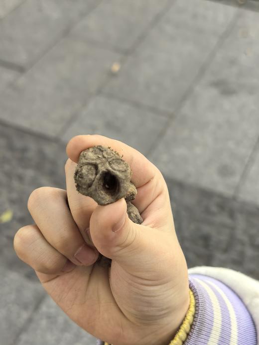 4.11 上午 7-12岁 自然×英语 | 让大自然成为孩子的课堂 - 福尔摩斯寻宝营 商品图2