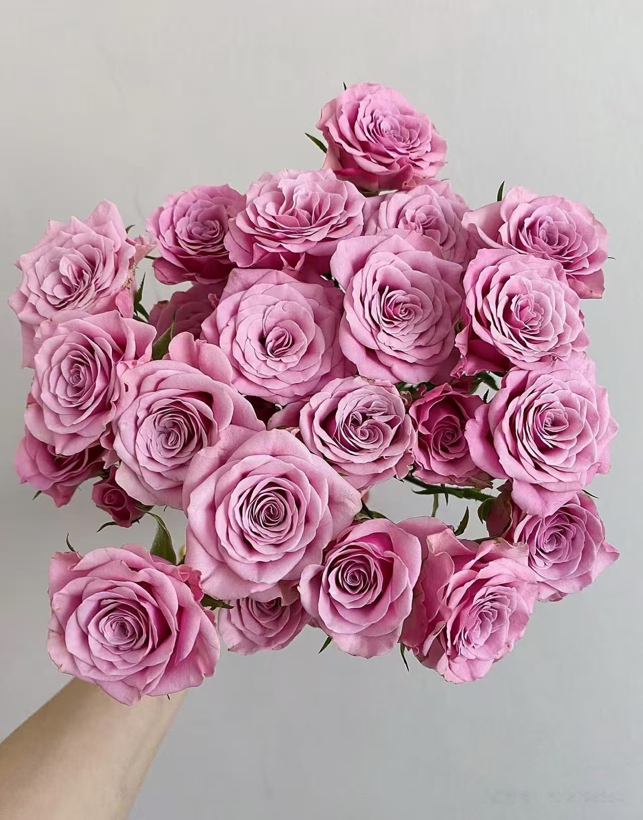 紫色多头玫瑰10枝