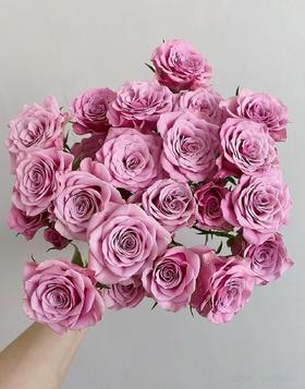 紫色多头玫瑰10枝