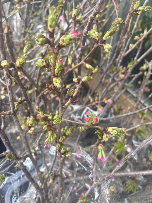 【春季限定】重瓣樱花 粉色  约 3-5 枝/扎 商品图9