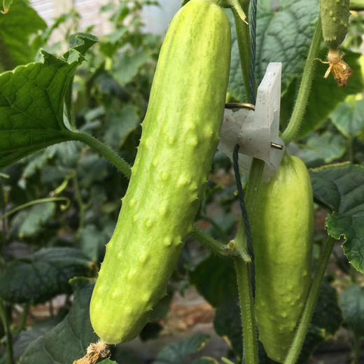 【白玉黄瓜】口感甜鲜嫩脆，黄瓜味浓，表皮青白嫩绿，口感鲜甜，刺少，大小均匀，现摘现发 4.5斤/箱 商品图4