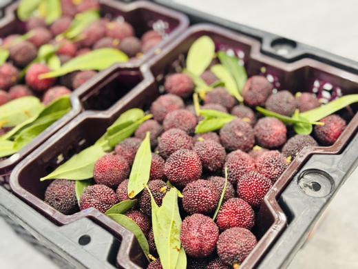 云南空运黑炭杨梅（500g/斤，2斤/筐） 商品图1