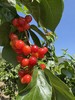 【限时20天】【🍒中华小樱桃】攀枝花新鲜现摘当季水果 商品缩略图6
