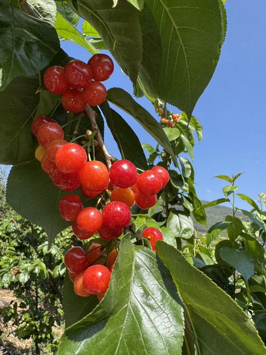 【限时20天】【🍒中华小樱桃】攀枝花新鲜现摘当季水果 商品图6