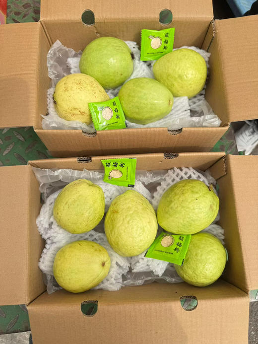 奶油冰激凌芭乐 商品图5