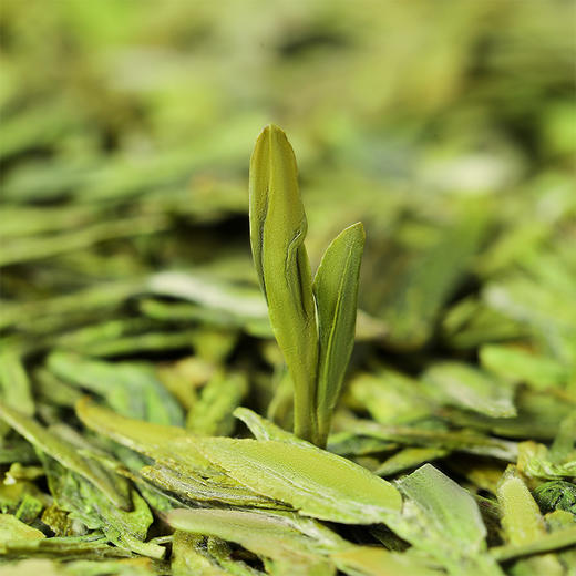 【清明福利·2026明前龙井品鉴】【送316不锈钢保温杯】去寻2026年明前特级 龙井绿茶杭州龙井 头采新茶明前特级春茶10g 商品图3