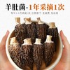【耘林优选专属】云南精品剪柄羊肚菌20g 商品缩略图3