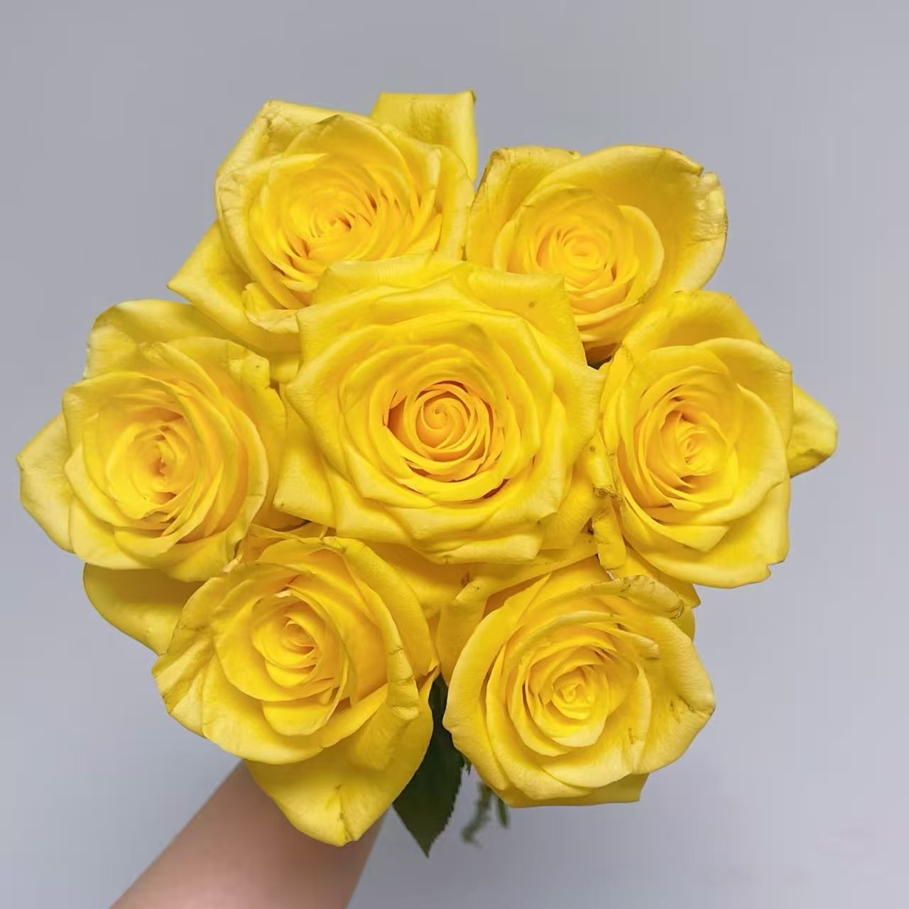 黄色单头玫瑰20枝