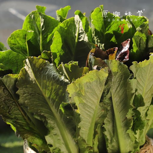 生态青皮莴笋（农场直发-顺丰包邮） | 4斤装，成都郫都区基地，【原乡农场，自产自销】 商品图5