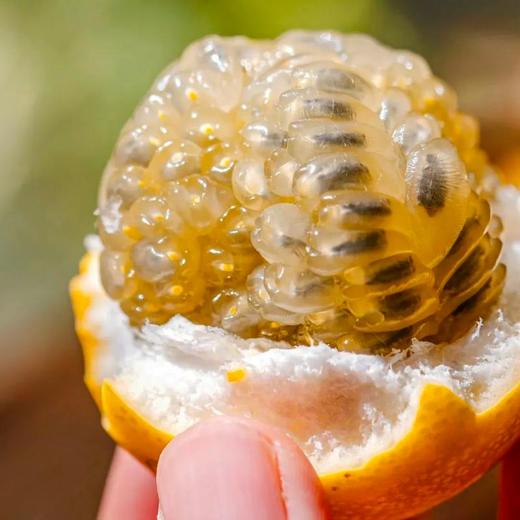 云南西双版纳热情果 | 108重花果香！花青素+VC+VE三重奏 芒果的浓烈|山竹的清冽|荔枝的甜润交织升腾 商品图8