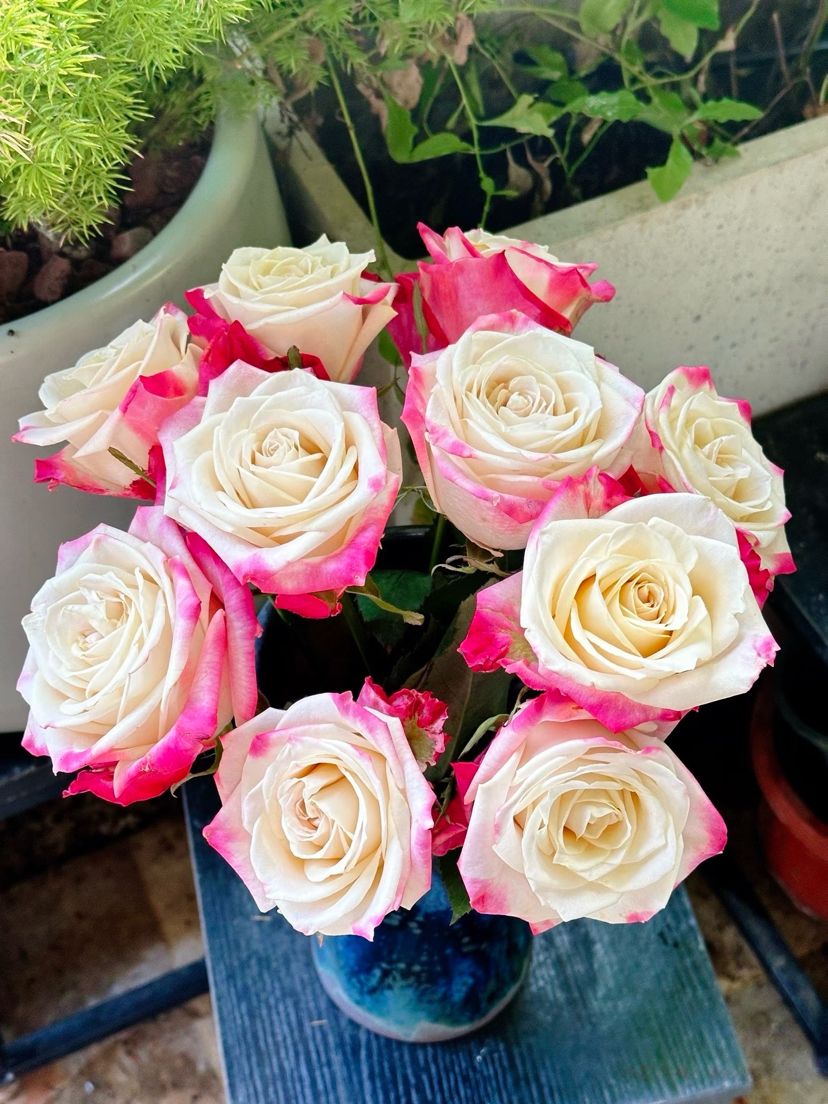 B级扶摇单头玫瑰6扎