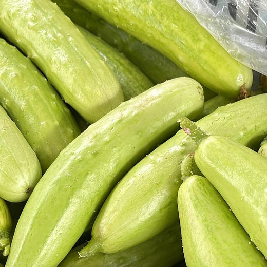 【白玉黄瓜】口感甜鲜嫩脆，黄瓜味浓，表皮青白嫩绿，口感鲜甜，刺少，大小均匀，现摘现发 4.5斤/箱 商品图1