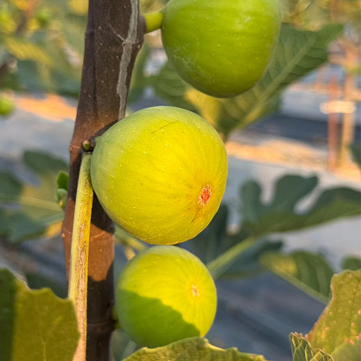 西双版纳树上熟青皮无花果18/24颗装(净重1.6-1.8斤) 商品图5