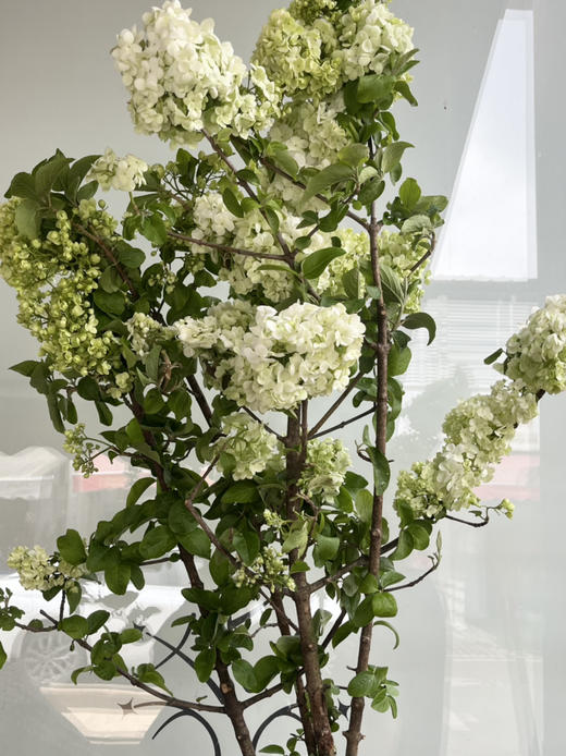 国产花材-【中华木绣球】 商品图1