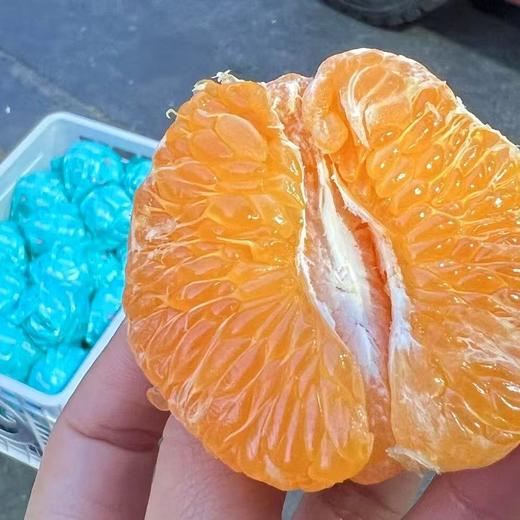 熊猫指南～春见耙耙柑【净重6.3～6.5斤】 商品图0