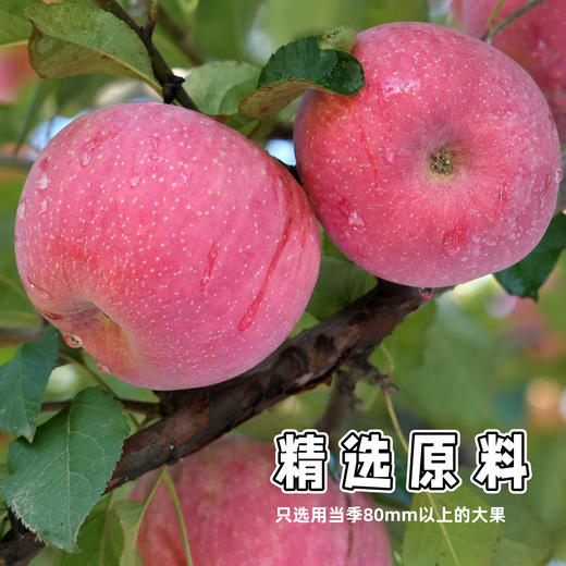 妙耕厚切苹果干【三蒸三晒】125g/袋 商品图6