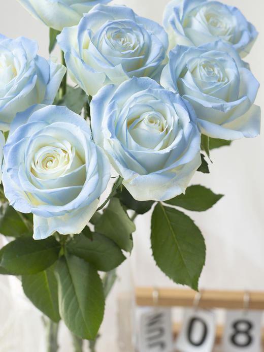 【春日福利鲜花  9.9元10支 4束包邮】72h内发货 把春天和好心情都带回家~ 商品图8