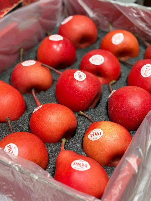 依旧是那口熟悉的甜蜜
带着水蜜桃的芳香和梨的多汁
Piqa Red·新西兰红啤梨 商品图3