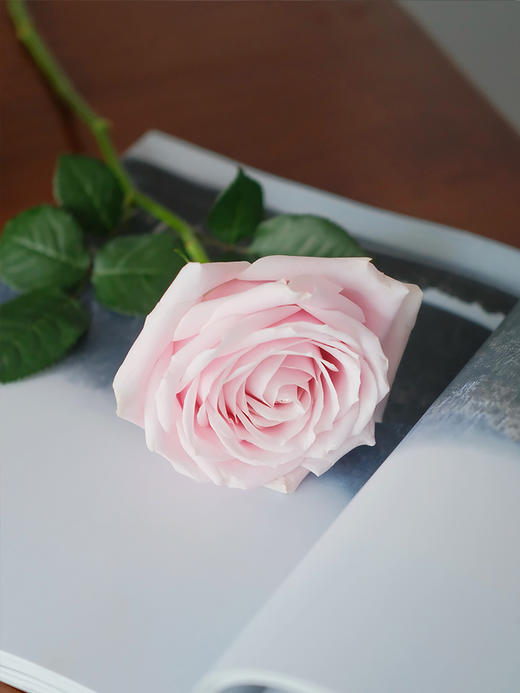 【春日福利鲜花  9.9元10支 4束包邮】72h内发货 把春天和好心情都带回家~ 商品图5