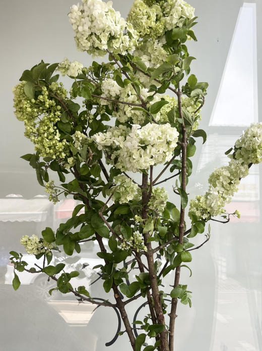 国产花材-【中华木绣球】 商品图2