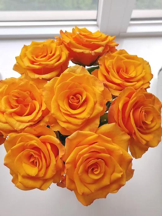 橙色单头玫瑰20枝 商品图4