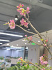 【春季限定】重瓣樱花 粉色  约 3-5 枝/扎 商品缩略图3