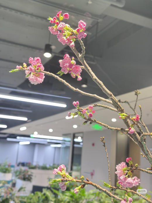 【春季限定】重瓣樱花 粉色  约 3-5 枝/扎 商品图3